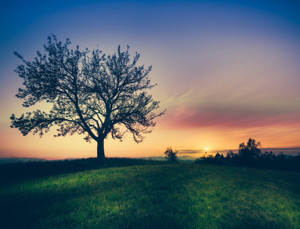 Silhouette of tree surrounded by grass