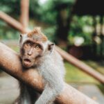 shallow focus photography of monkey hugging handrail